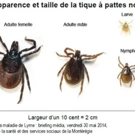 Avant qu'une Tique vous Pique - Santé et Service Sociaux - Québec